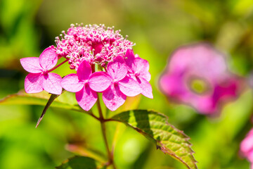 宇佐市横山のアジサイ