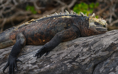 Galapagos Marine iguana