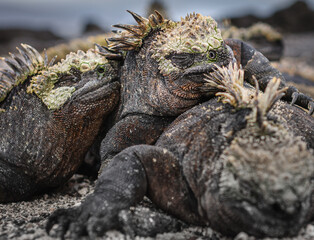 Galapagos Marine iguanas