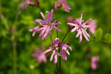 Wiesenblume: Kuckucks-Lichtnelke (Silene flos-cuculi)