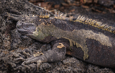 Galapagos Marine iguana