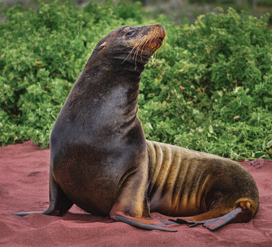 Galapagos Seal Posing