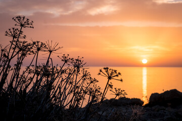 Morning sunrise at the Bay and Coast at Cape Greco National Park near Ayia Napa, Cyprus. The sun through the silhouettes of flowers and grass