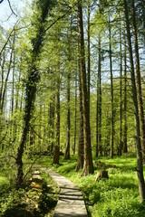 Passage étroit en bois dans les zones boueuses de l'arboretum de Groenendael au sud-est de Bruxelles