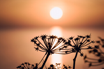 Obraz premium Morning sunrise at the Bay and Coast at Cape Greco National Park near Ayia Napa, Cyprus. The sun through the silhouettes of flowers and grass