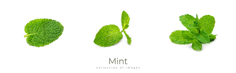 Fresh mint leaves on a white background.