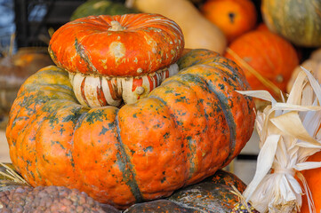 Display of colorful pumpkins with different sizes and shapes, species and textures.