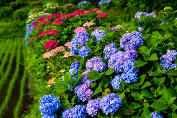 枝川内のアジサイ