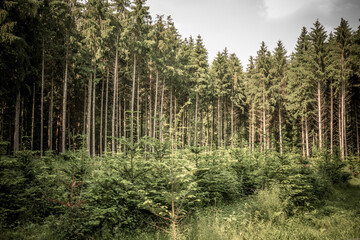 Wiederaufforstung im Nadelwald