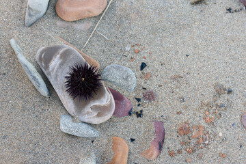 A sea urchin on a beautiful stone beach on the sand