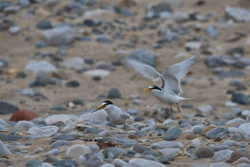 Little tern , Sternula albifrons.