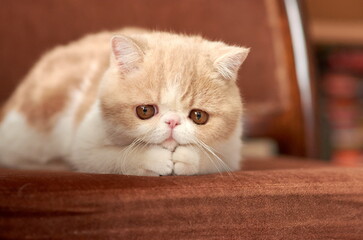 beautiful sad kitten of the exotic shorthair breed lies on the brown background of the house. Color...