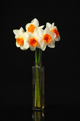 Vase with beautiful daffodils on dark background