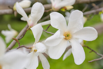 Blooming magnolia tree outdoors, closeup