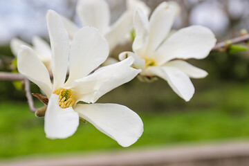 Blooming magnolia tree outdoors, closeup