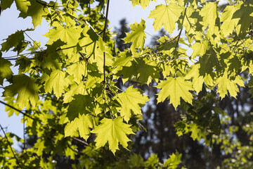 Twigs of maple tree with young green leaves and buds in spring in a park we see in the photo