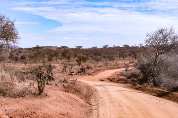 Ilpartimaro in der Trockenzeit