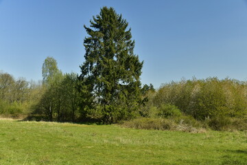 Conifère solitaire au milieu de la végétation sauvage de la réserve naturelle de Groenendael au sud-est de Bruxelles