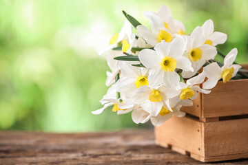 Box with beautiful narcissus flowers on table outdoors, closeup