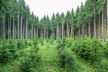 Obraz premium Wiederaufforstung im Nadelwald