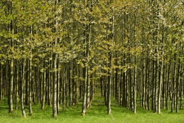 Forêt de jeunes bouleaux plantés en rangées à l'arboretum de Groenendael au sud est de Bruxelles