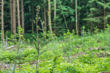 Wiederaufforstung im Nadelwald
