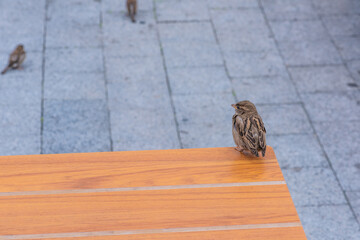 big furry sparrow sits on an orange bench and looks from the side