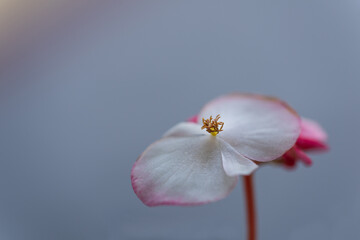 Fototapeta na wymiar delicate white-pink flower on a blue background