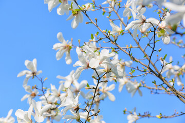 Blooming magnolia tree on sky background