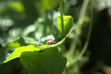 Coccinelle de la bryone, Henosepilachna argus.