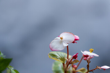 delicate white-pink flower on a blue background