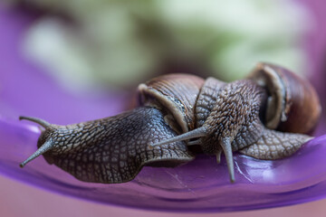 two large snails on a ribbed purple surface