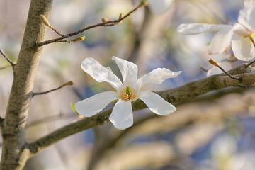 Blooming magnolia tree on spring day, closeup