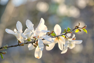 Blooming magnolia tree on spring day, closeup