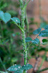 The infestation of aphids on a garden rose. Foraging symptoms.