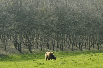 Fototapeta na wymiar Bison dans la prairie le long d'une forêt à la réserve naturelle de Groenendael au sud-est de Bruxelles