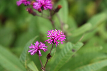 close up of a flower