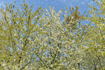 Floraison de printemps sur les jeunes bouleaux à l'arboretum de Groenendael au sud-est de Bruxelles