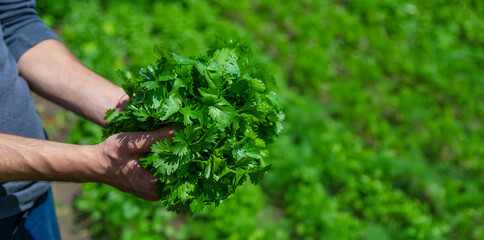 Cilantro in the hands of a man in the garden. Selective focus.