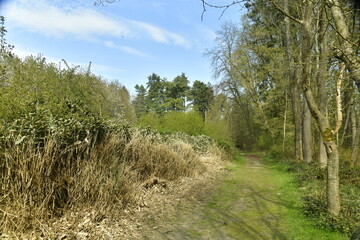 Zone de broussailles impénétrables à l'arboretum de Groenendael au sud-est de Bruxelles
