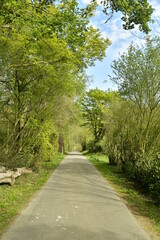 Fototapeta na wymiar Route de promenade traversant la végétation luxuriante de l'arboretum de Groenendael au sud est de Bruxelles