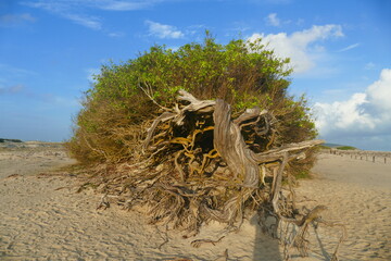 Lazy buttonwood (conocarpus erectus) tree that has not resisted the constant wind from the direction of the ocean and now grows horizontally. Button mangrove, family Combretaceae. Jericoacoara, Brazil