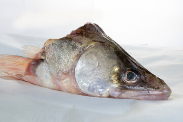 pikeperch fresh fishhead close up, isolated on white, sparkles of silver