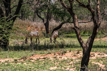 Wandern beim Bissil mountain
