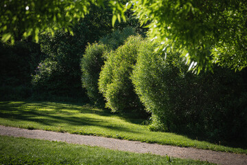 Summer landscape in a sunlit park. The path runs through beautiful trimmed bushes and trees. Warm season, summer time, garden care concept.