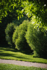 Fototapeta premium Summer landscape in a sunlit park. The path runs through beautiful trimmed bushes and trees. Warm season, summer time, garden care concept.