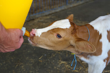 Farmer feeding baby animal simmental calf with milk from bucket with pacifier. Feeding newborn...