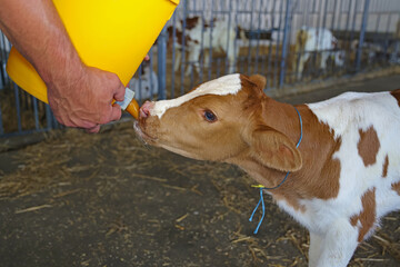 Farmer feeding baby animal simmental calf with milk from bucket with pacifier. Feeding newborn hungry and cute calf in the cowshed at dairy farm. Animal milk production concept
