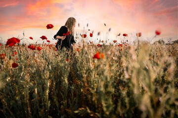 Woman picking flowers in poppy field at sunset
