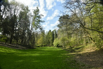 Fototapeta premium Clairière principale entouré de différents arbres à l'arboretum de Groenendael au sud est de Bruxelles